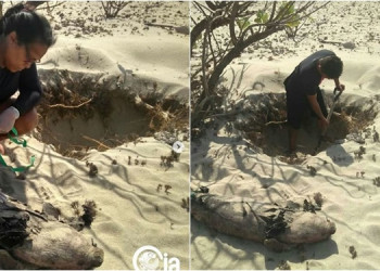 Peixe-boi morre encalhada em Cajueiro da Praia